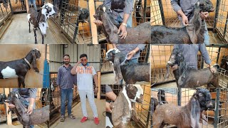 HYDERABADI GOATS🐐AVAILABLE