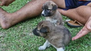 Our toytoy and titan😍❤️||pets||Family ||Bodovlog