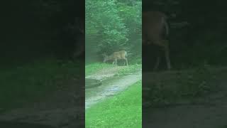 big Buck in the holler