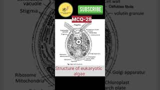 #Eukaryotic cell structure #algae #neet #cuet #csir #csirnet #botany #cuetbotany