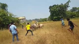 बैलांची झुंज || Bull Fight