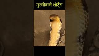 इस किंग कोबरा सांप का ये अद्भुत नजारा देखकर कैसा लगा!🤔 6ft King Cobra Rescue in Dangerous Situation