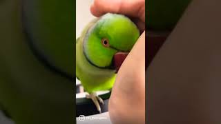 Chrping parrot wants some cuddles