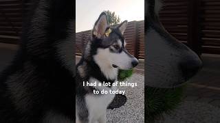 My plans for today...😅🤭 #dog #shorts #cute #alaskanmalamute #funnyvideo #subscribe #trending #viral