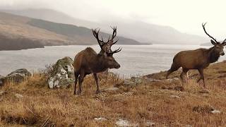 Stags at Achnacarry