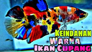 10 Jenis Ikan Cupang TOP GRADE || MULTICOLOUR YELLOW BASE