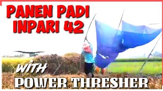 PANEN RAYA || PANEN PADI INPARI 42