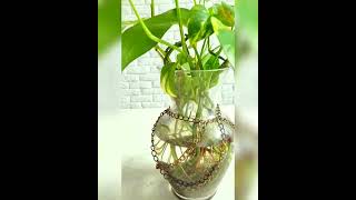 plant #plants #youtube #viral #vlog #youtube shorts #Amir Shah VLOGS..