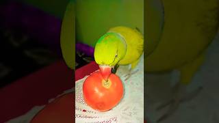 Aaha tamatar bade majedar#fruit#comedy#cartoon#music#tomato#viralvideo