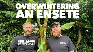 How to care for your ENSETE banana plants during the winter months... #OVERWINTERING #gardening