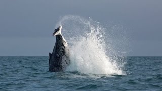 A humpback whale missing most of its tail has been spotted off New Zealand