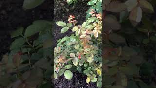 My garden tour part5#usa #ytshorts #gardening #soultouchgarden #@ramyasworld8259