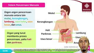 Pembelajaran IPA BAB 3 SUB TEMA 1 Tentang Sistem Pencernaan Manusia