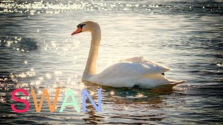 Swans, Cygnets and Swans sound