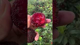 Mayoritas Orang Indonesia Belum Pernah Makan Buah Ini #berry #bayberry #shorts