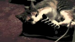 Cat That Likes Shoes