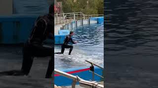 DOLPHINS SHOW#dolphins#dolphinshow