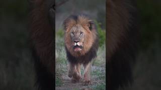 Majestic Dark Mane (Mahiwa Boys) #wildlife #viralvideo #viralshorts #shorts #lion #animals #leon