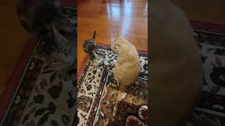 cats fighting. cat fights. so cute. cute cat fighting. #funny #cat #cats #fight #fighting