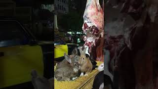 Insane street food 😮 You have never seen rabbits like this