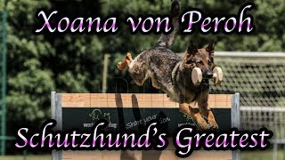 Schutzhunds Greatest Dogs *Xoana von Peroh*