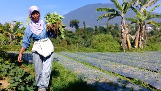 Kehidupan desa yang damai dan bersahabat di kaki gunung gede pangrango Cianjur Jawa Barat Indonesia