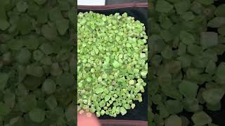 Peridot raw #gems #gemstonejewelry #preciousgems #gemstoneaddict #gemstonedeal #peridot #roughgems