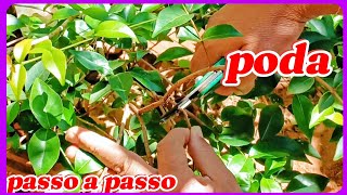 Como podar pitanga em formação?(TUTORIAL COMPLETO)!