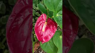 Our Blooming Anthurium #shortsbeta