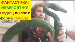 Огурцы БОЛЕЕ 50 см. СКУЛЬПТУРА из ОГУРЦОВ.