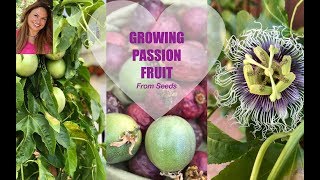 GROWING PASSION FRUIT FROM SEED : PASSIFLORA  ✅Ask Shirley