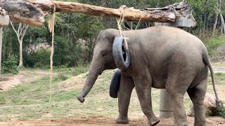 A baby elephant is enjoying her tyre