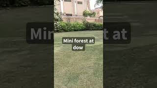 mini forest at Dow