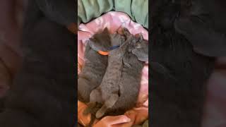 Kitten Russian Blue Cat #shorts