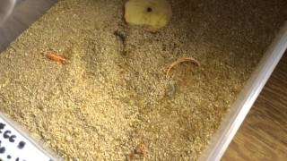 Bruce's Grims Meal Worm Farm