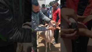 Buying a sheep for Eid......... #trending #dji #capcut #eid #festival