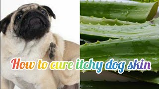 How to treat itchy skin in dogs || Home remedy for itchy dog skin || Aloe Vera for dogs