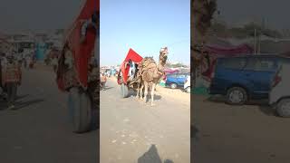 How pushkar fair looks like