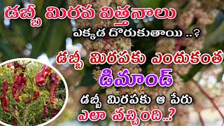 డబ్బీ బ్యాడిగా ఎర్ర మిరప పంట యాజమాన్యం //డబ్బీ మిరప విత్తనాలు// babbi badiga redchilli cultivation