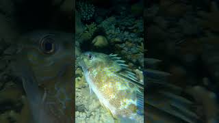 Big size Rabbit Fish, #nightspearfishing #shorts #short