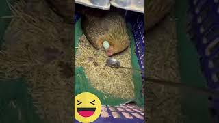 It’s my egg #funnyvideo #animalsfunny video😂😂😂|M2DK Best TikTok Januaryr 2022  #shorts #TikTok #m2dk