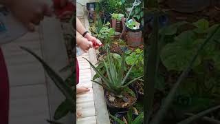 video menyemprot tanaman