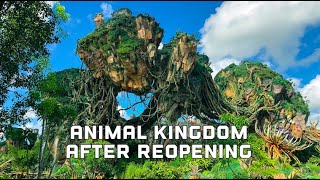 Disney's Animal Kingdom : July 2020