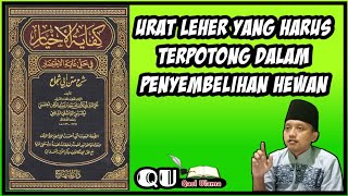 Urat-urat yang harus terpotong ketika menyembelih hewan