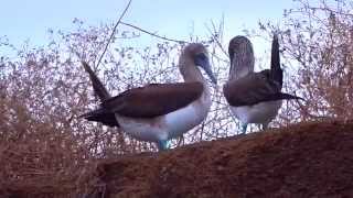 På eventyr til magiske Galapagos