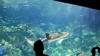 Acuario Veracruz 04