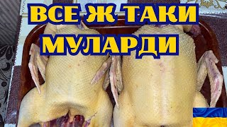 ВСЕ Ж ТАКИ, МУЛАРДИ-НАЙКРАЩІ ДЛЯ МЕНЕ КАЧКИ. ПРИБИРАЮ У КРОЛІВ. ЗБИРАЮ ЯЙЦЯ@kyruvgaragi