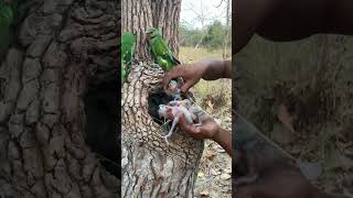 Many beautiful Parrots in a tree hole