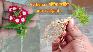 Verbena | वर्बीना कटिंग कैसे लगायें | वर्बीना कटिंग लगाने का तरीका | Verbena Plant Grow From Cutting