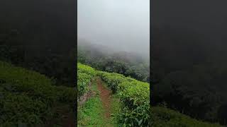 #Coonoor Tea Garden : #OOTY Nilgiri Tea Plantation, Ooty tea garden by RKV